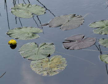 Close-up of lotus water lily
