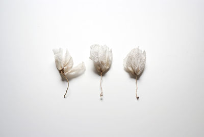 High angle view of candies against white background