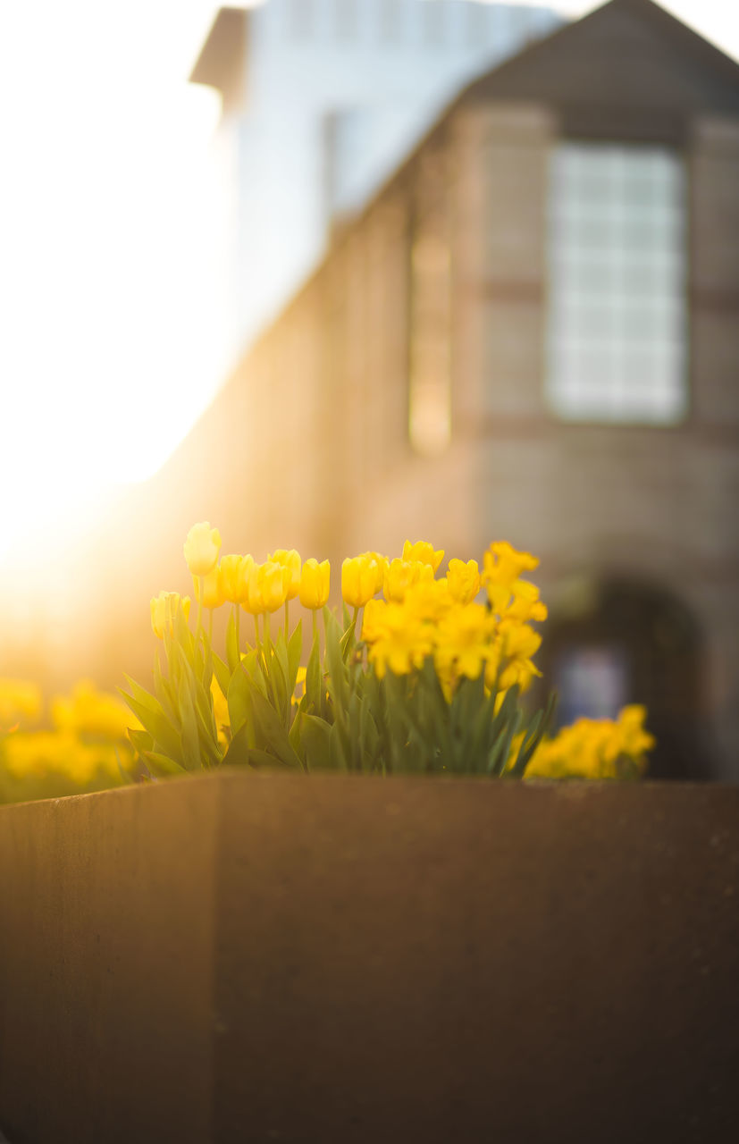 CLOSE-UP OF YELLOW FLOWERING PLANTS AGAINST HOUSE