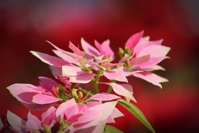 Close-up of pink flowering plant