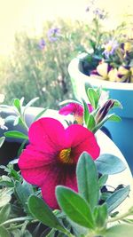 Close-up of pink flowering plant