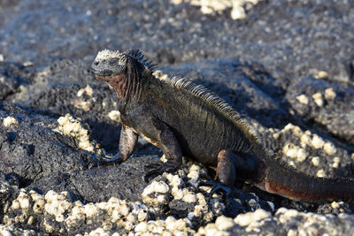 Close-up of lizard on rock