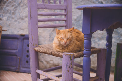 Portrait of cat sitting on railing