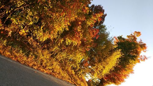 Trees in park during autumn