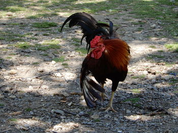 View of a cockerel in a park in southern spain. 