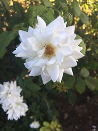 Close-up of white flowers blooming outdoors