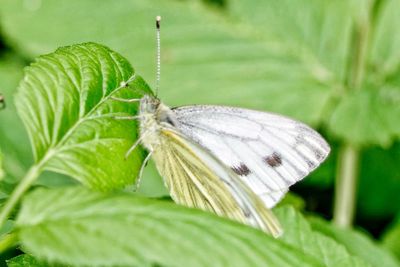 Close-up of butterfly on leaf