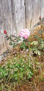 Close-up of pink flowering plants against wall