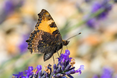 Close-up of butterfly on purple flower