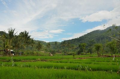 Scenic view of agricultural field against sky