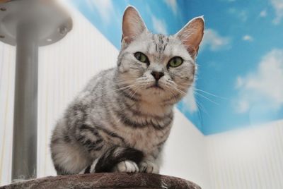 Portrait of cat sitting against sky