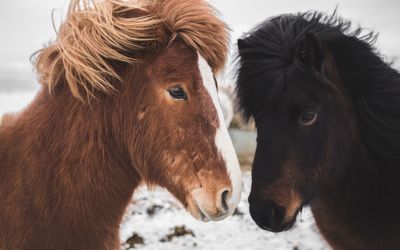 Close-up of horses