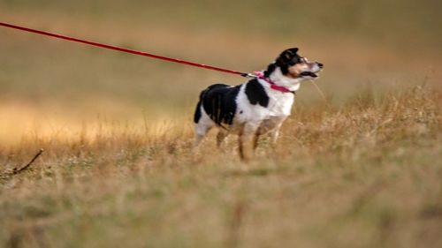 Dog running in a field