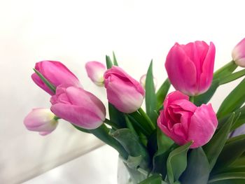 Close-up of pink flowers blooming outdoors