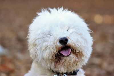 Close-up portrait of dog