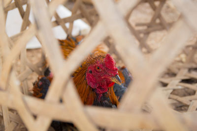 Close-up of a bird