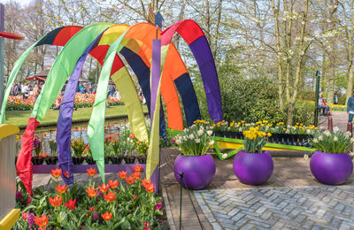 Close-up of multi colored flower plants in garden