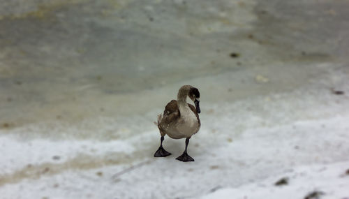 Close-up of bird on beach