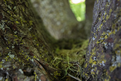 Close-up of moss growing on tree trunk