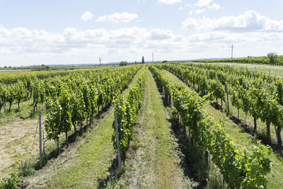 Scenic view of vineyard against sky