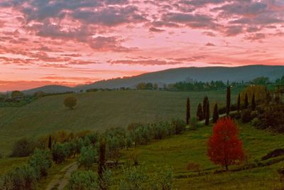 Scenic view of field against sky during sunset