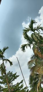 Low angle view of palm trees against sky