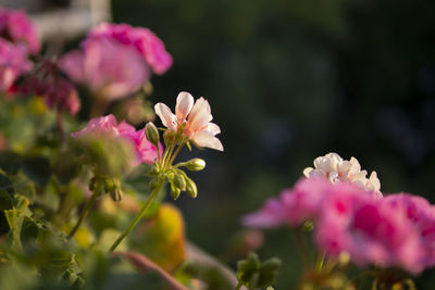 Close-up of pink flowering plant