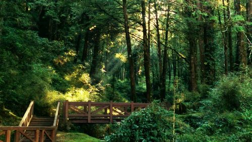 Scenic view of forest