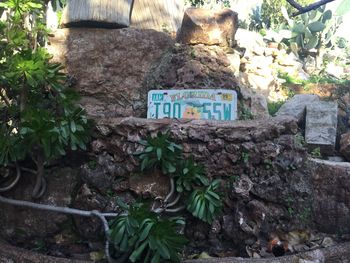 Plants growing on rock against trees