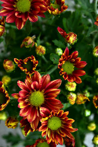 Close-up of red flowering plants