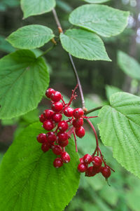 Close-up of red berries growing on tree