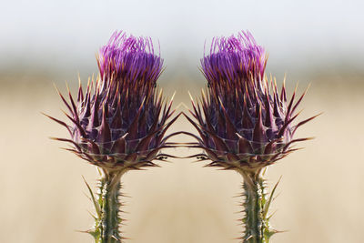 Close-up of thistle flower