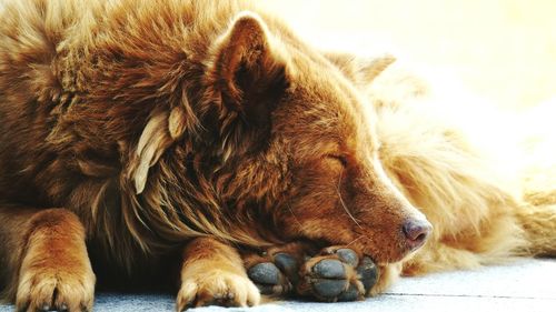 Close-up of dog sleeping