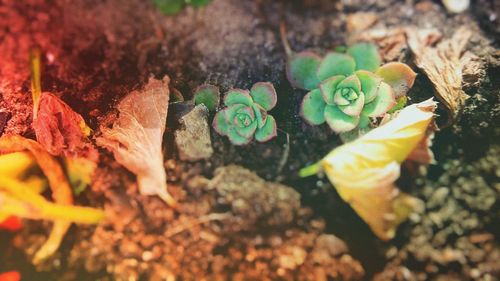 Close-up of plants by water