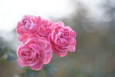 Close-up of pink rose blooming against sky