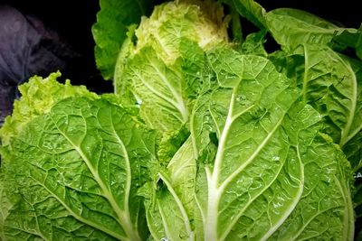 Close-up of wet leaf