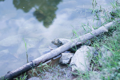 High angle view of lizard on lake