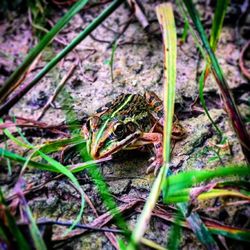 Close-up of frog