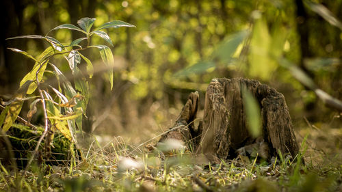 Close-up of lizard on field