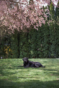 View of a dog on landscape