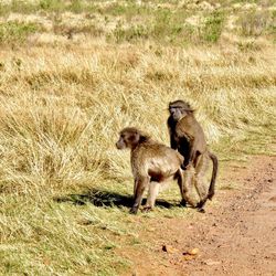 Monkeys sitting on a field