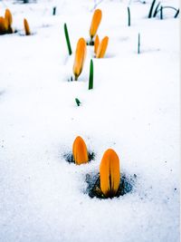 Close-up of pumpkin on field during winter