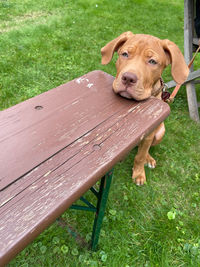 Portrait of dog on bench in field