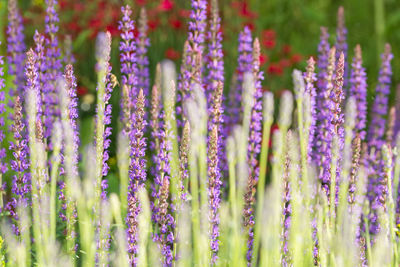 Close-up of purple flowering plants on field