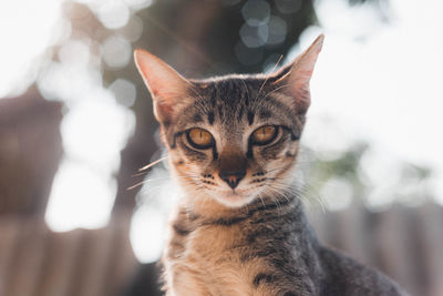 Tiger cat looking at camera