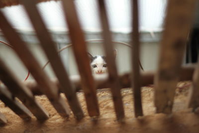 Portrait of cat in cage