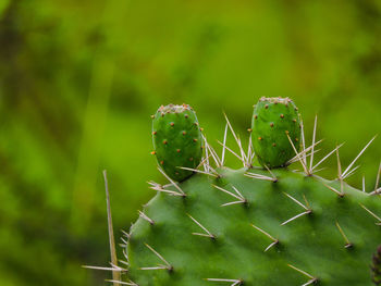 Close-up of prickly pear cactus