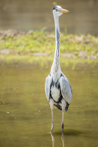 Bird standing in rice paddy