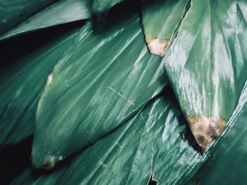 High angle view of leaves on plant