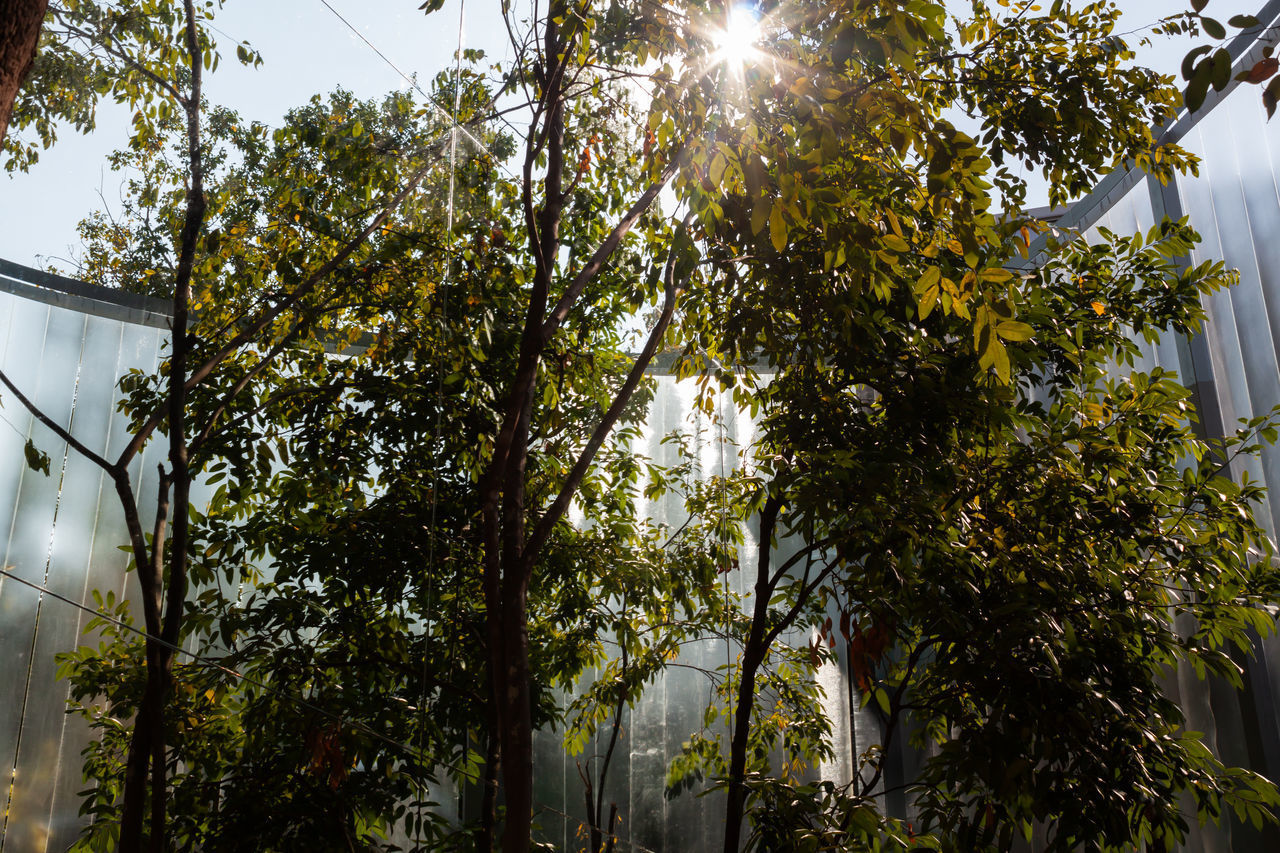 LOW ANGLE VIEW OF TREES AGAINST SKY DURING SUNNY DAY